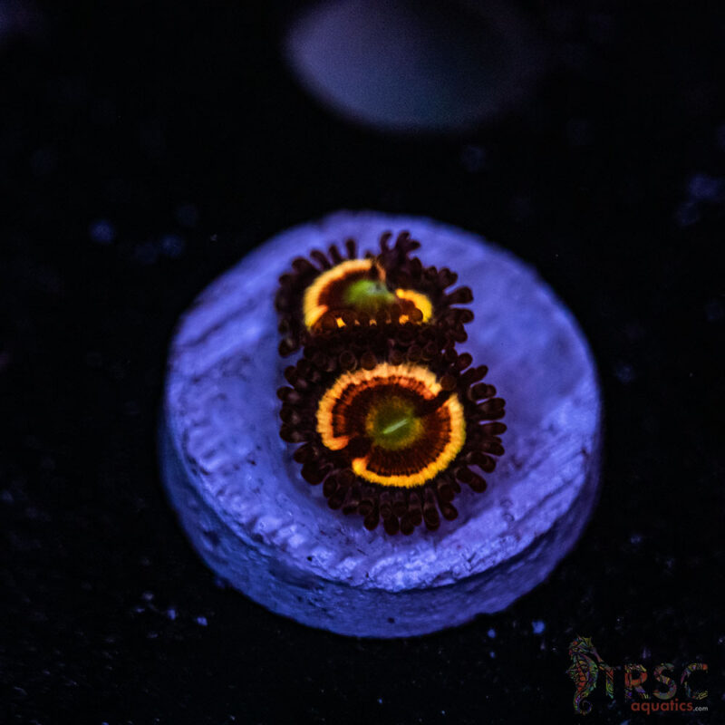 TRSC Aquatics