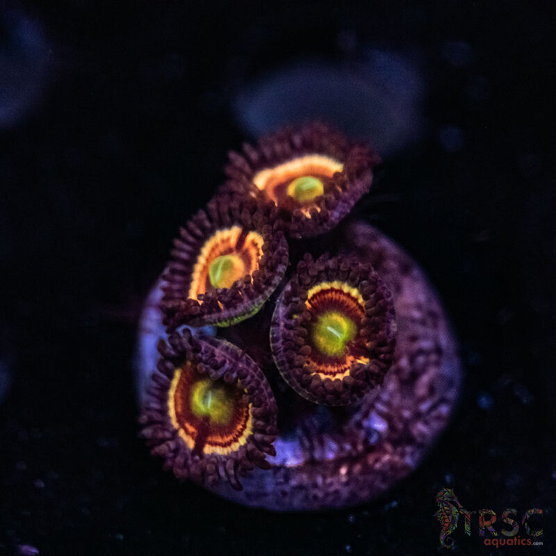 TRSC Aquatics