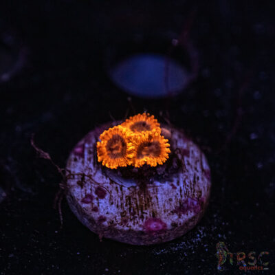 Utter Chaos ZOA F10