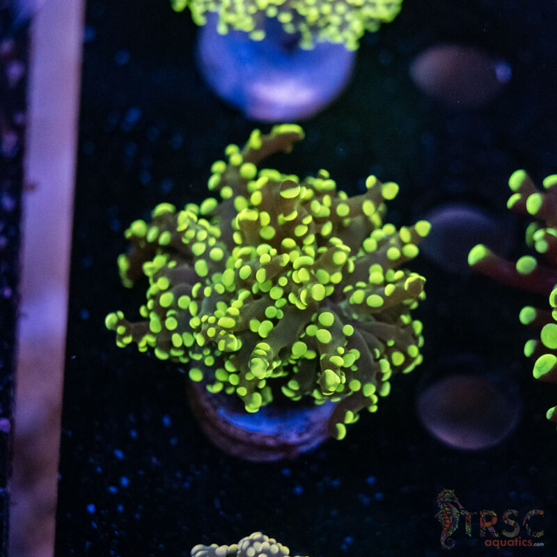 TRSC Aquatics