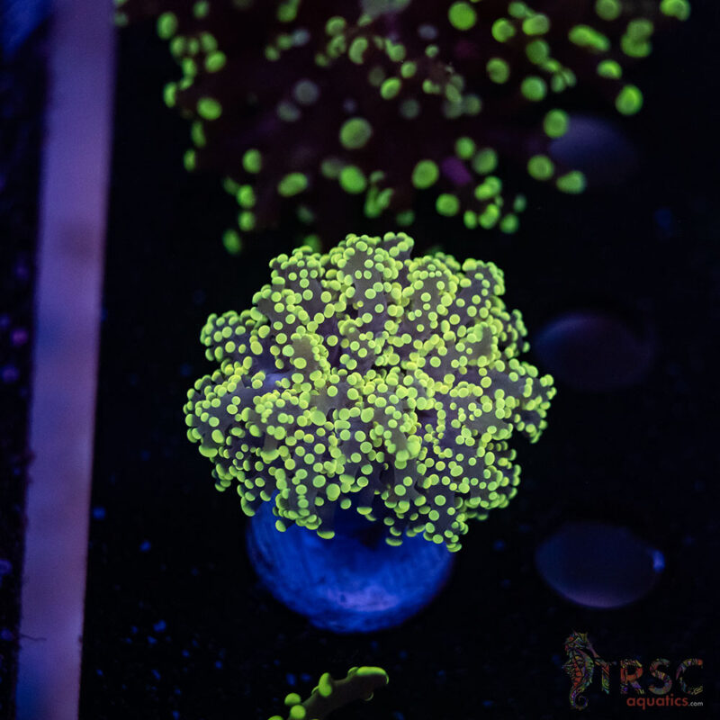 TRSC Aquatics