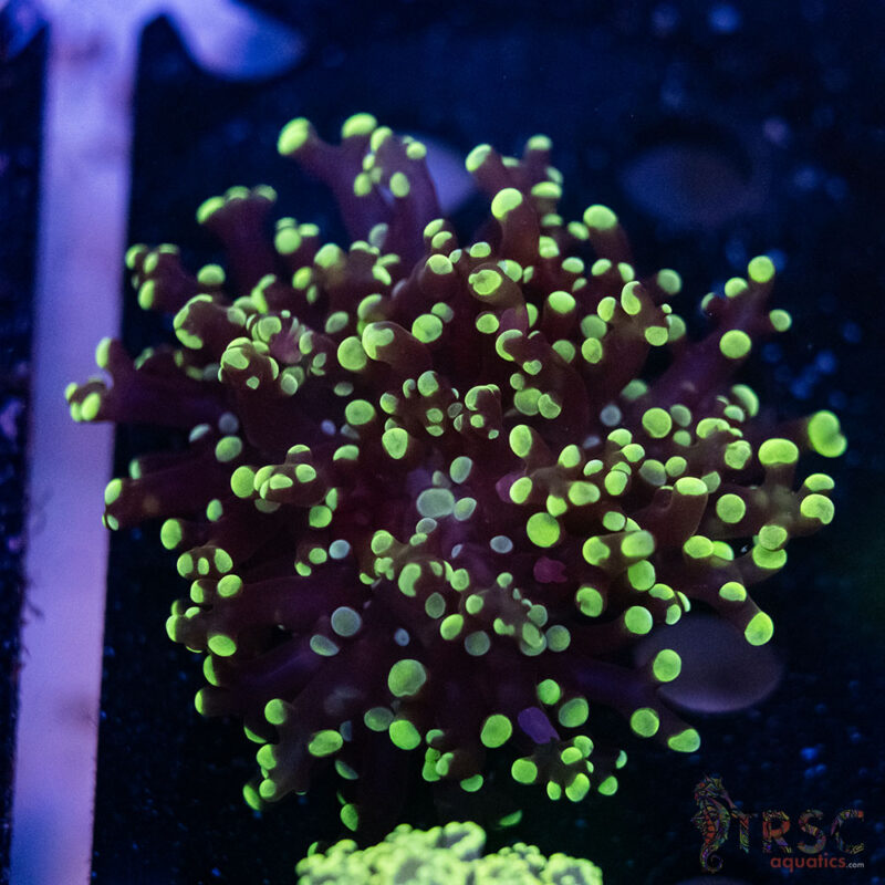 TRSC Aquatics