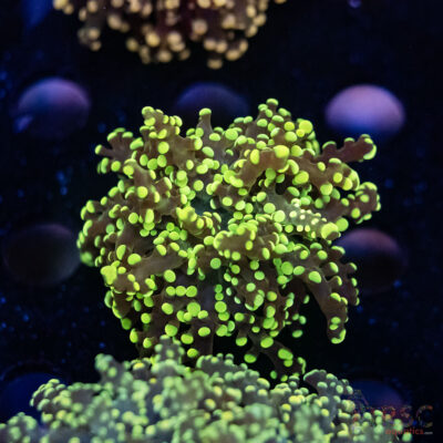 Green Yellow Yaeyaemensis Octospawn B05