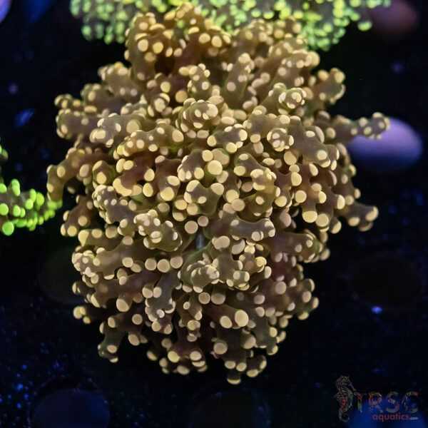 Orange Yaeyaemensis Octospawn B06