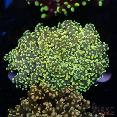 Yellow Green Yaeyaemensis Octospawn B07