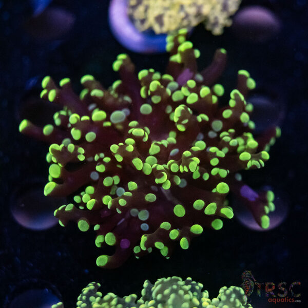 Green Frogspawn B08