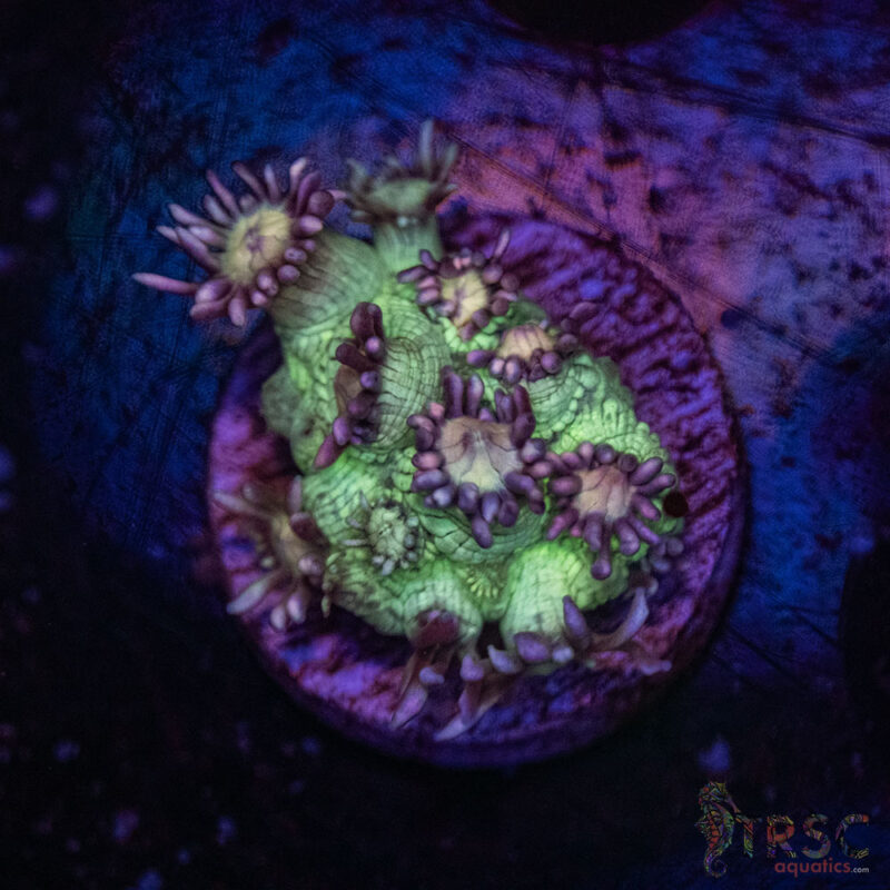 TRSC Aquatics