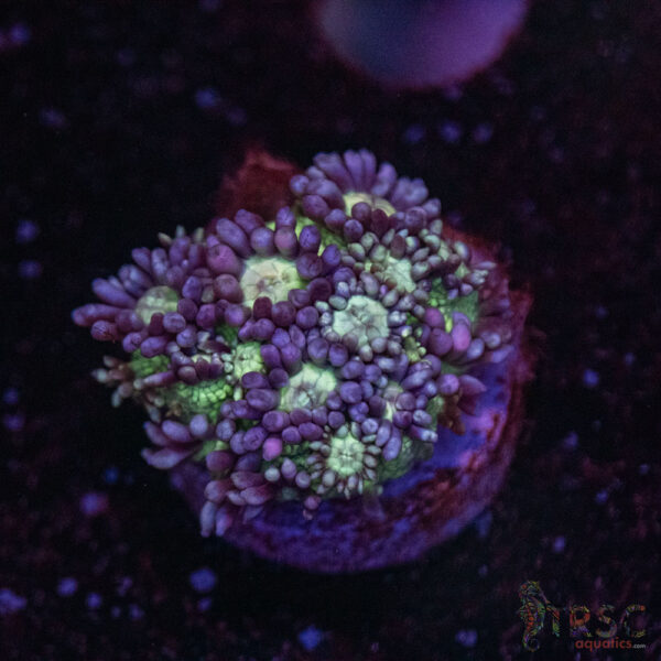 Fairy Garden Goni A02