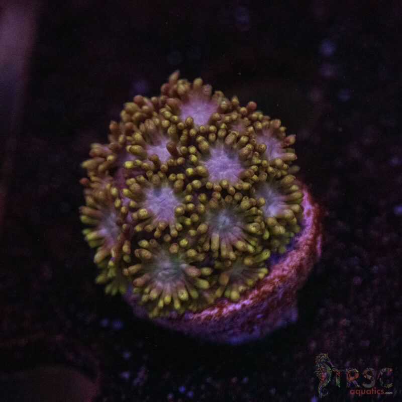 TRSC Aquatics