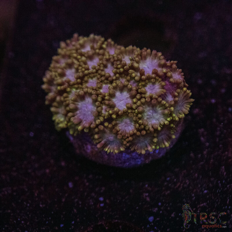 TRSC Aquatics