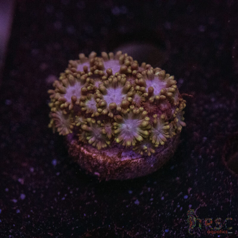 TRSC Aquatics