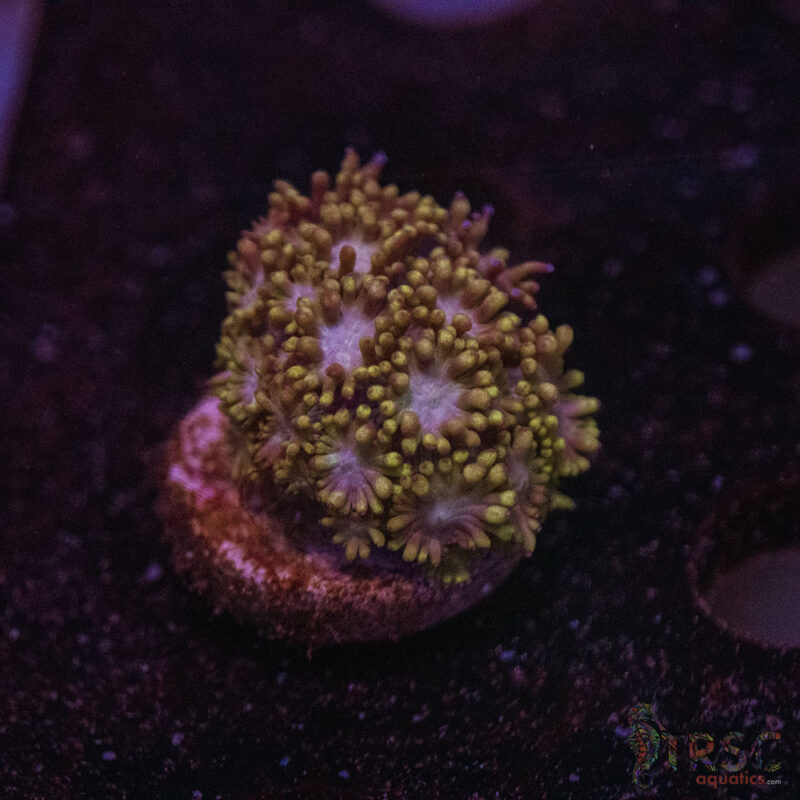 TRSC Aquatics