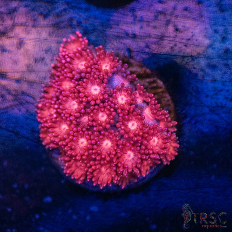 TRSC Aquatics