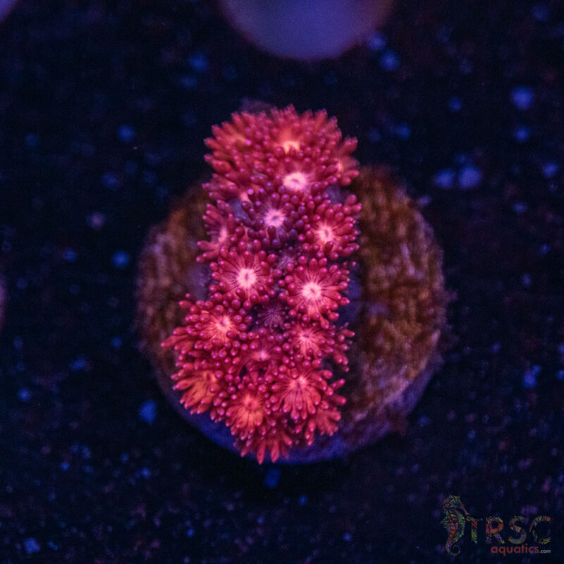TRSC Aquatics