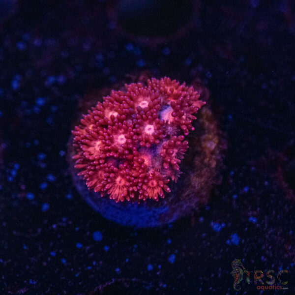 Red Legend Goni B03