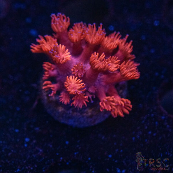 Red Legend Goni B04