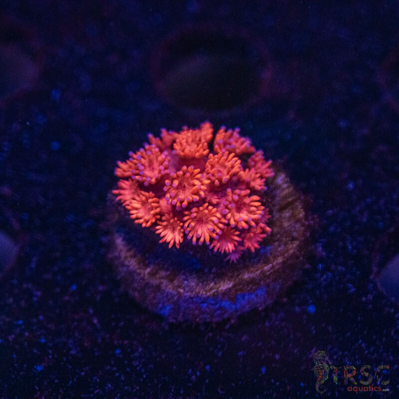 TRSC Aquatics