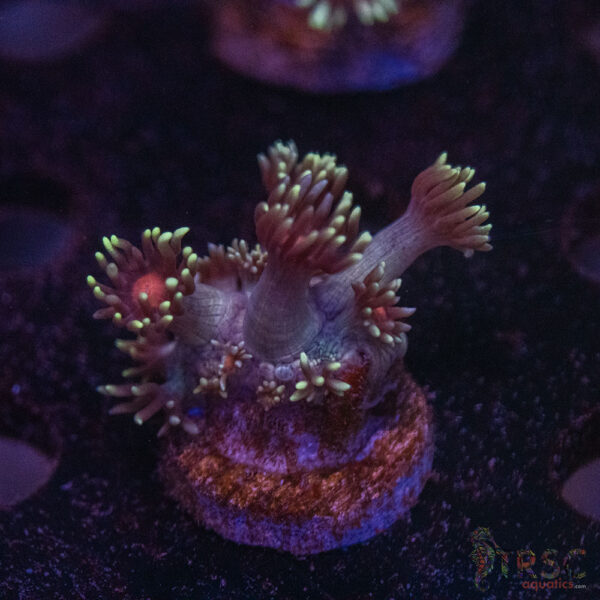 Mint Bush Goni B08