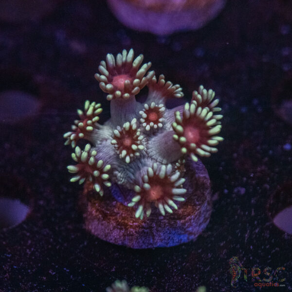 Mint Bush Goni B09