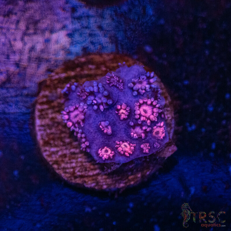 TRSC Aquatics