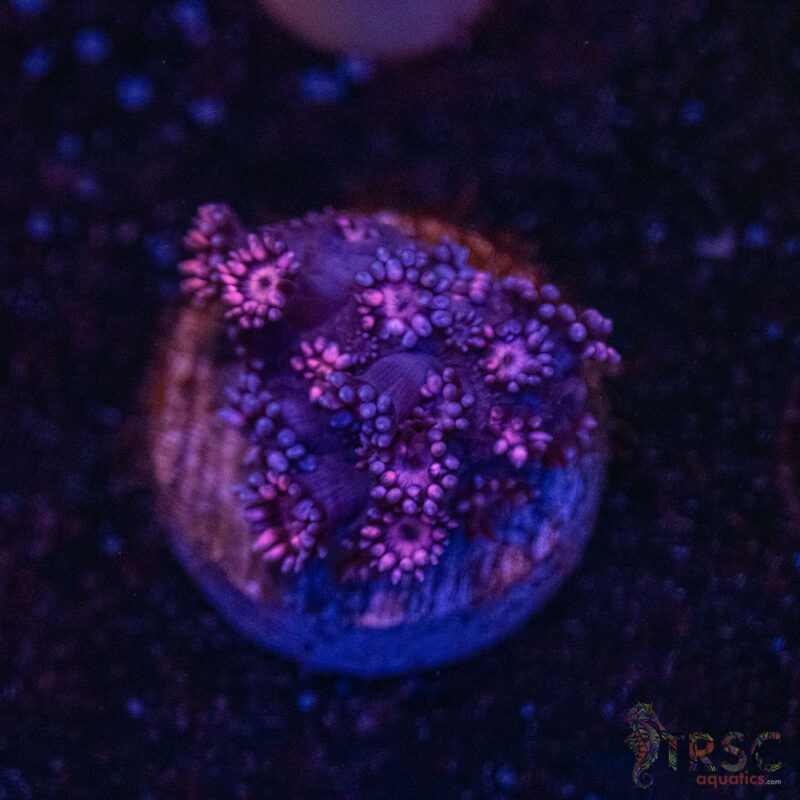TRSC Aquatics