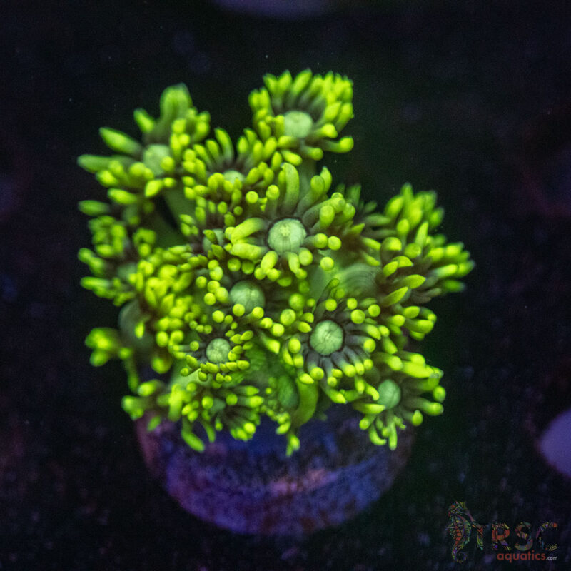 TRSC Aquatics