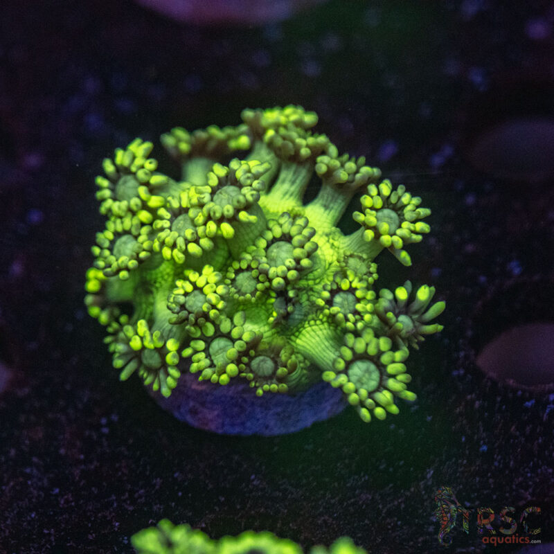 TRSC Aquatics