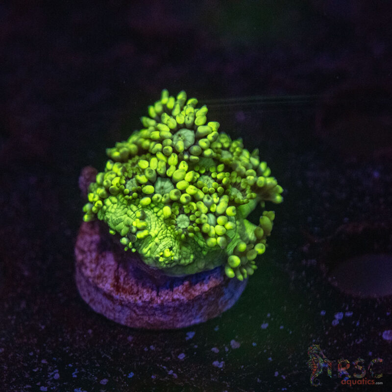 TRSC Aquatics