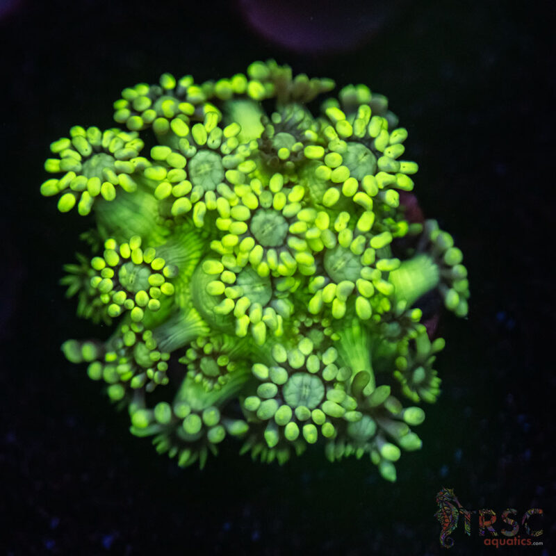 TRSC Aquatics