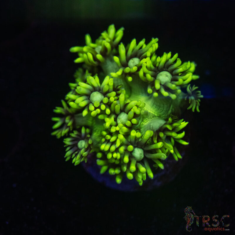 TRSC Aquatics
