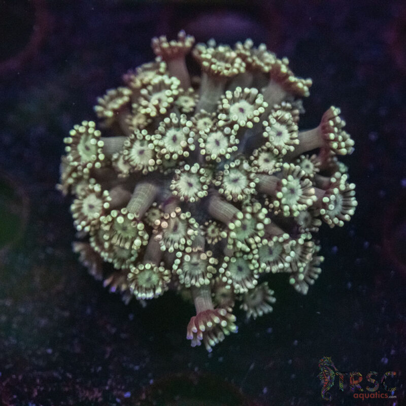 TRSC Aquatics