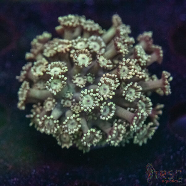 Hint of Pink Alveopora D08