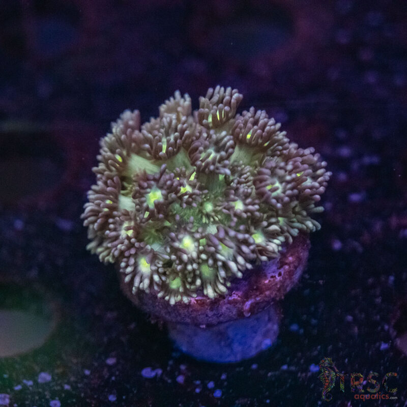 TRSC Aquatics