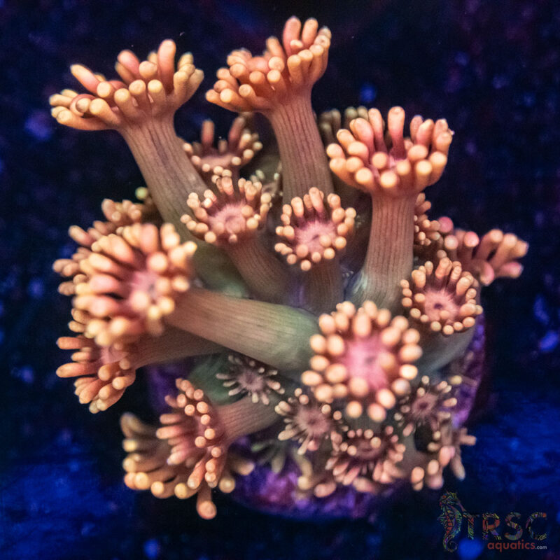 TRSC Aquatics