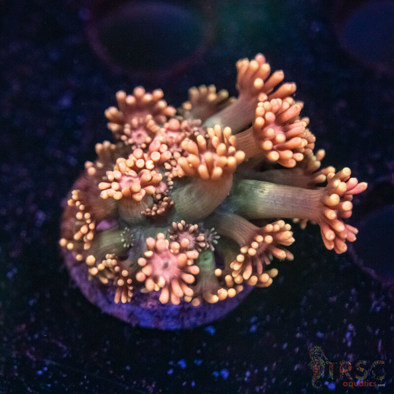 TRSC Aquatics