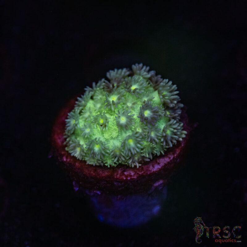 TRSC Aquatics