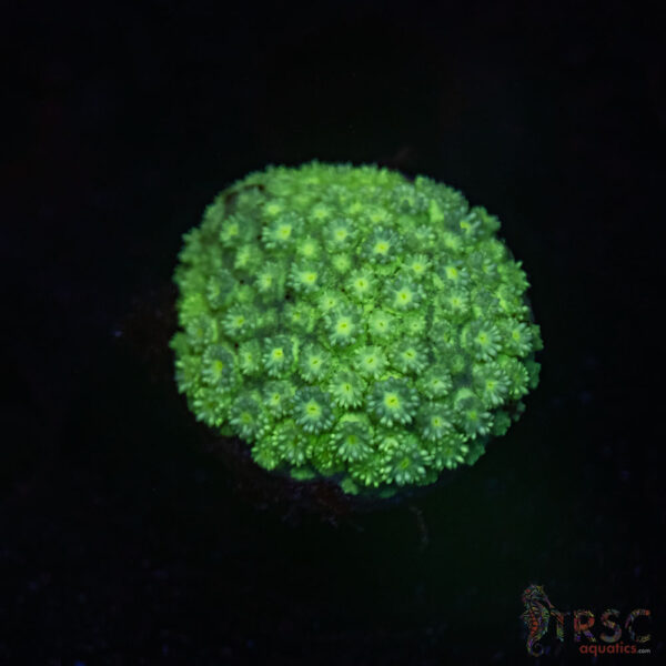 Green Goni E07