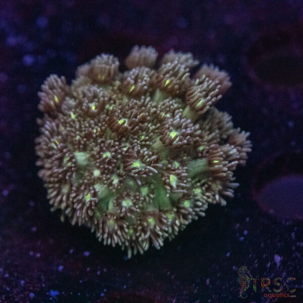 Green Goni E09