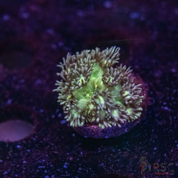 Green Goni E10
