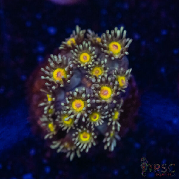 Yellow Jacket Goni F01
