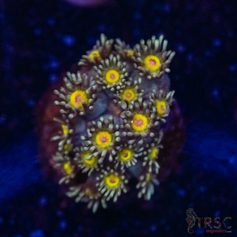 TRSC Aquatics