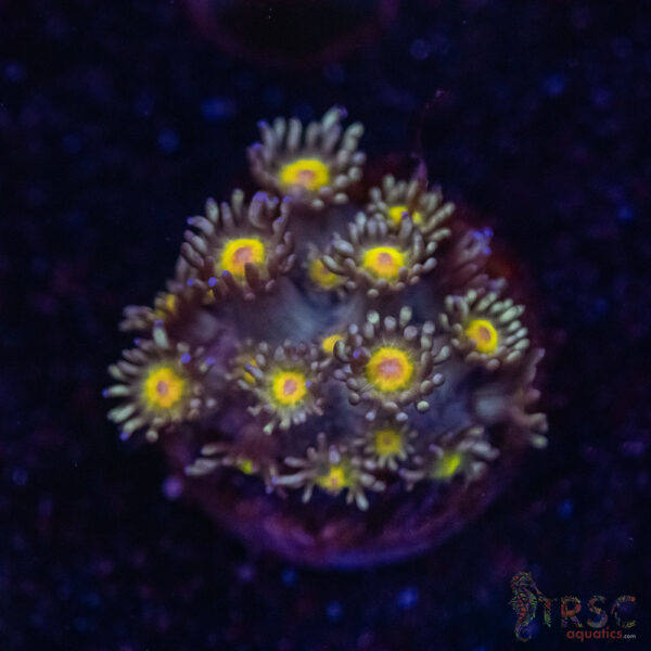 Yellow Jacket Goni F02