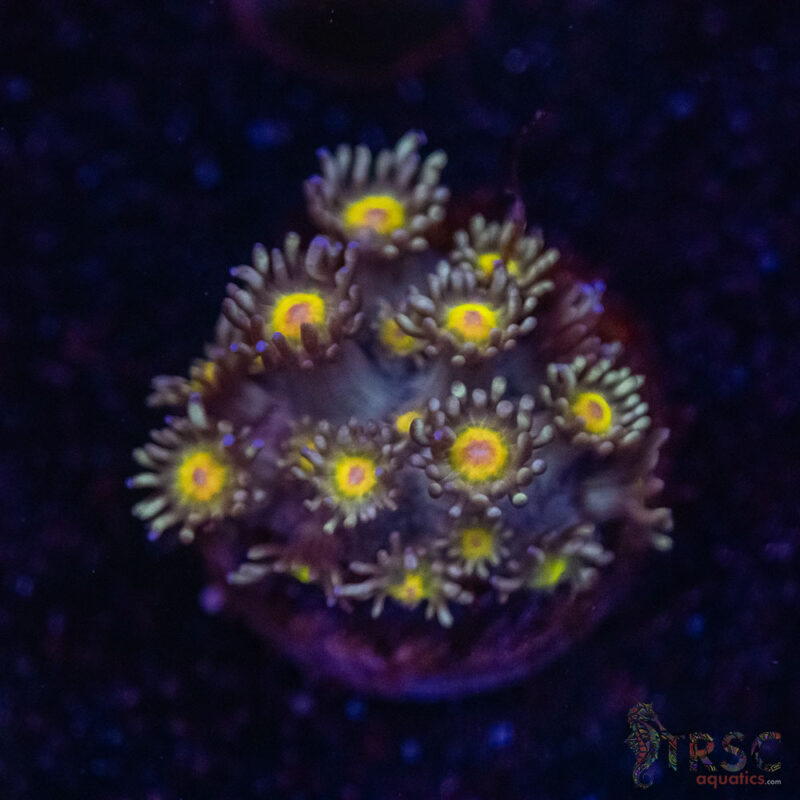 TRSC Aquatics