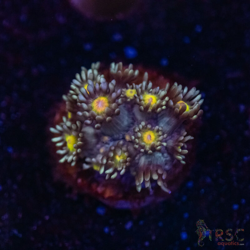 TRSC Aquatics