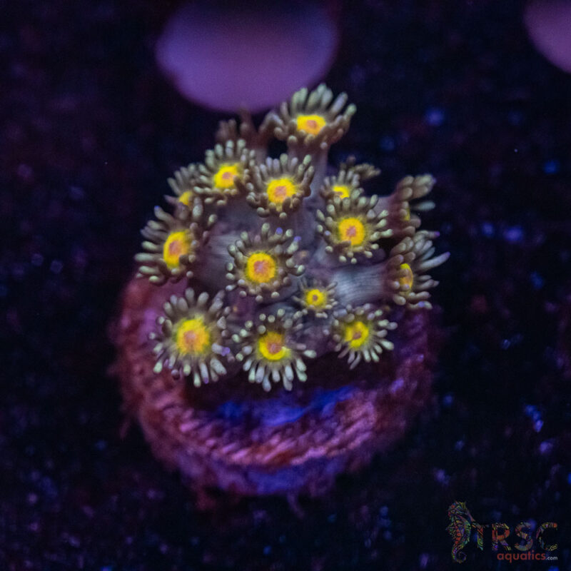TRSC Aquatics