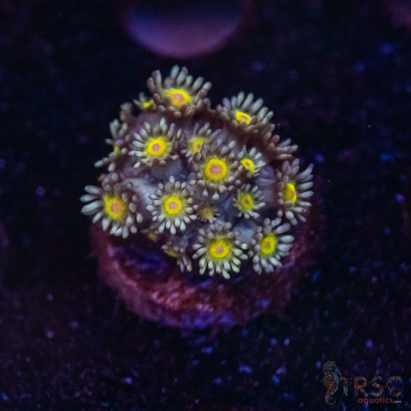 TRSC Aquatics