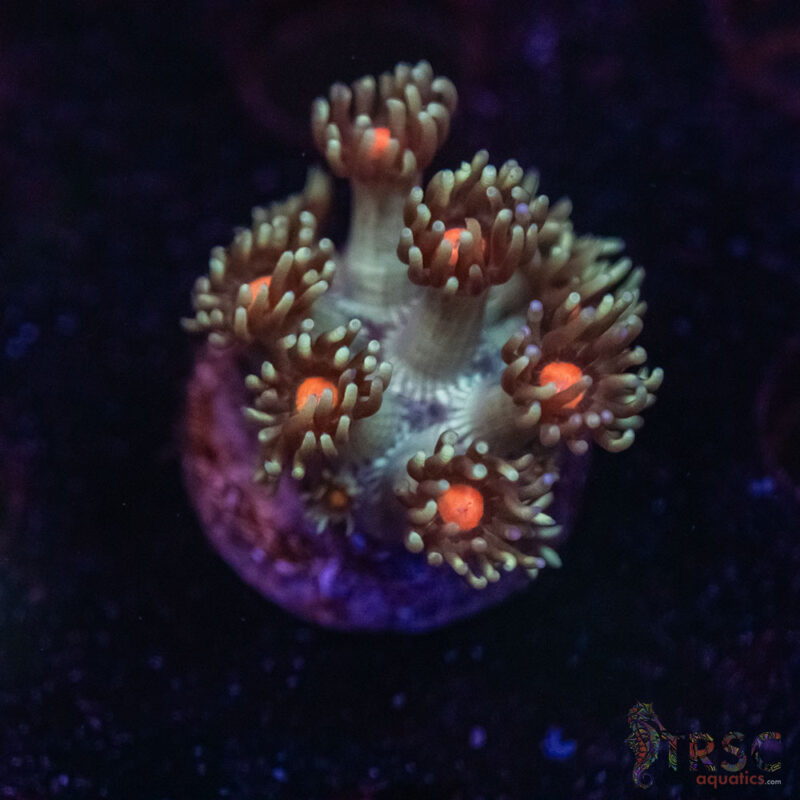 TRSC Aquatics