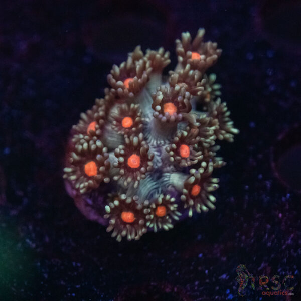Mint Bush Goni F07
