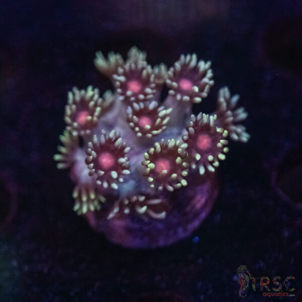 Mint Bush Goni F08