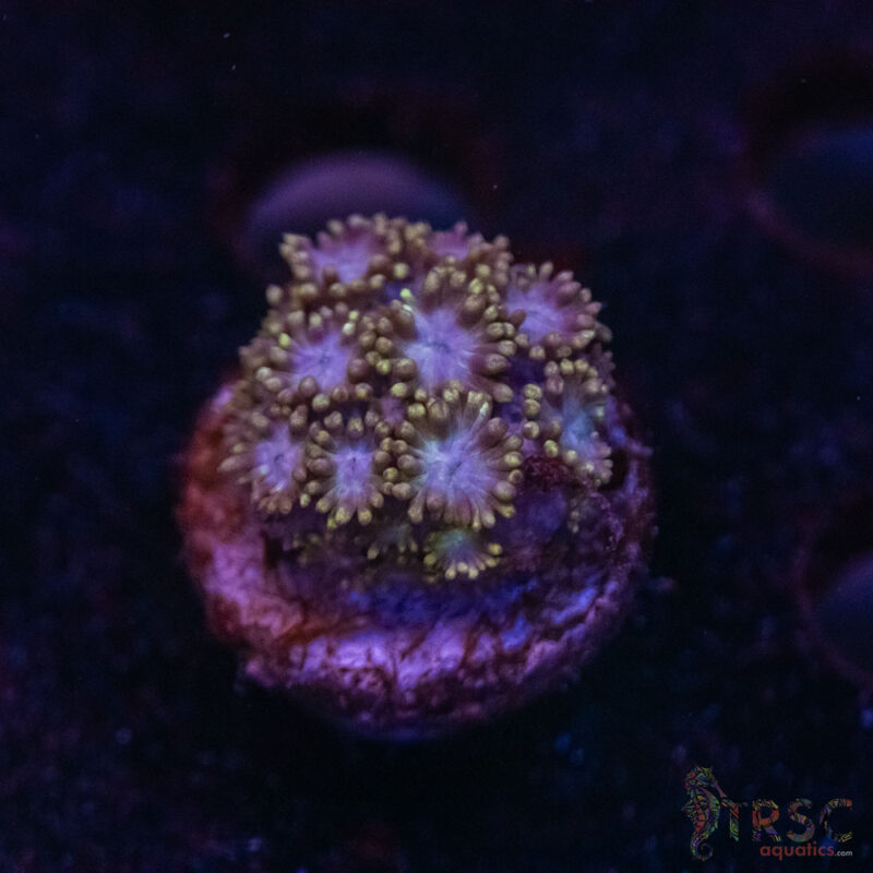 TRSC Aquatics